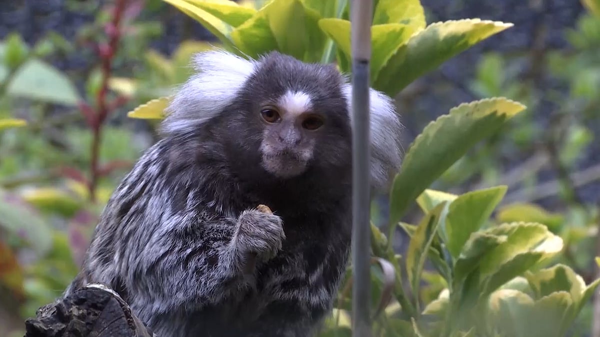 Campaigners in the UK Demand New Laws for Pet Monkeys